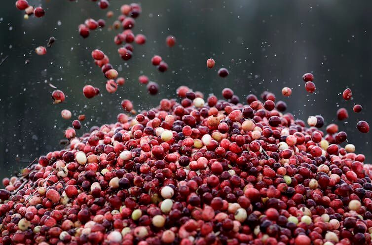 Fall means cranberry season − and sweet seasonal holiday dishes.