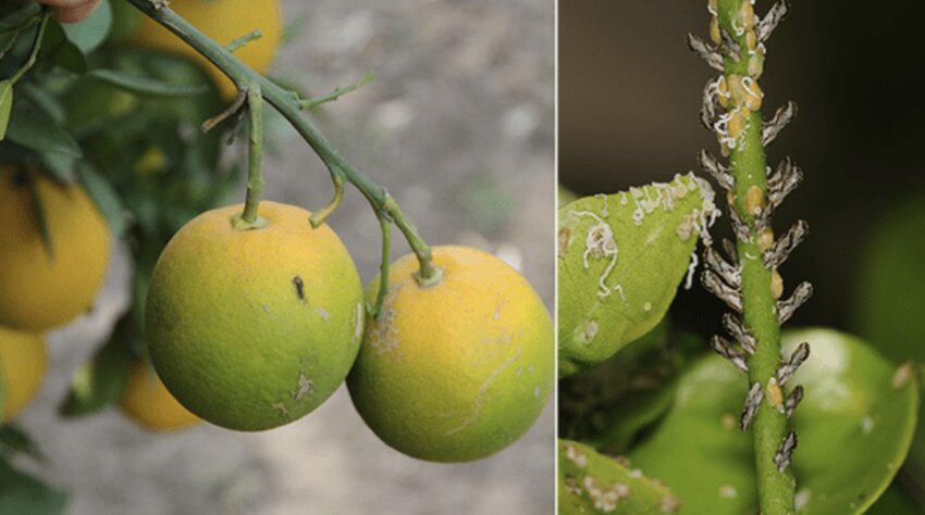 Examples of citrus greening.