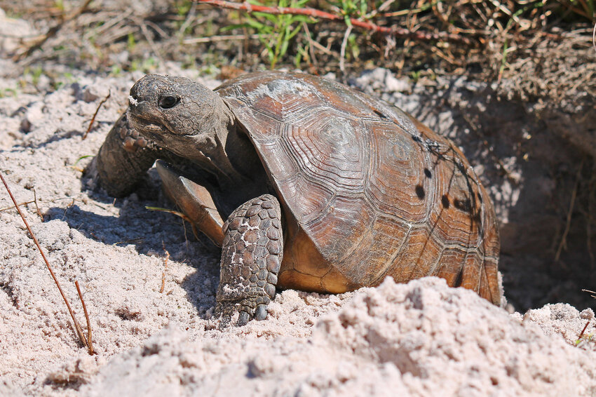 A gopher tortoise emerges from its burrow. In the Depression they saved starving Floridians but now they’re the ones that need saving.