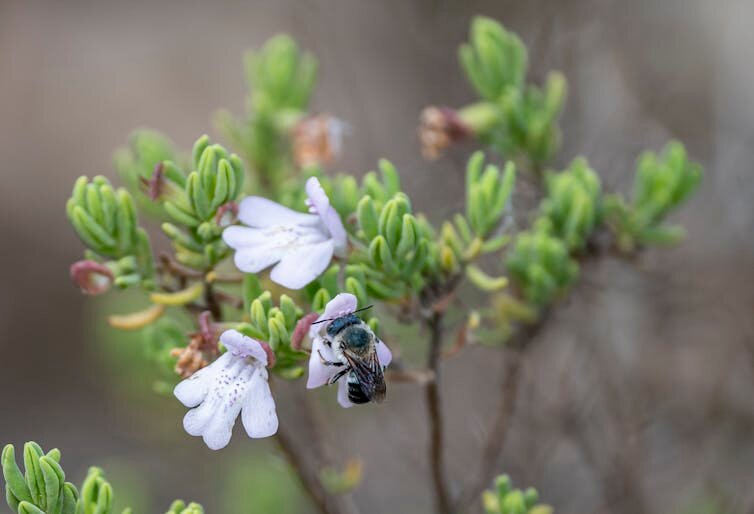 Scrub mints are critical for pollinators, including the rare blue calamintha bee (Osmia calaminthae).