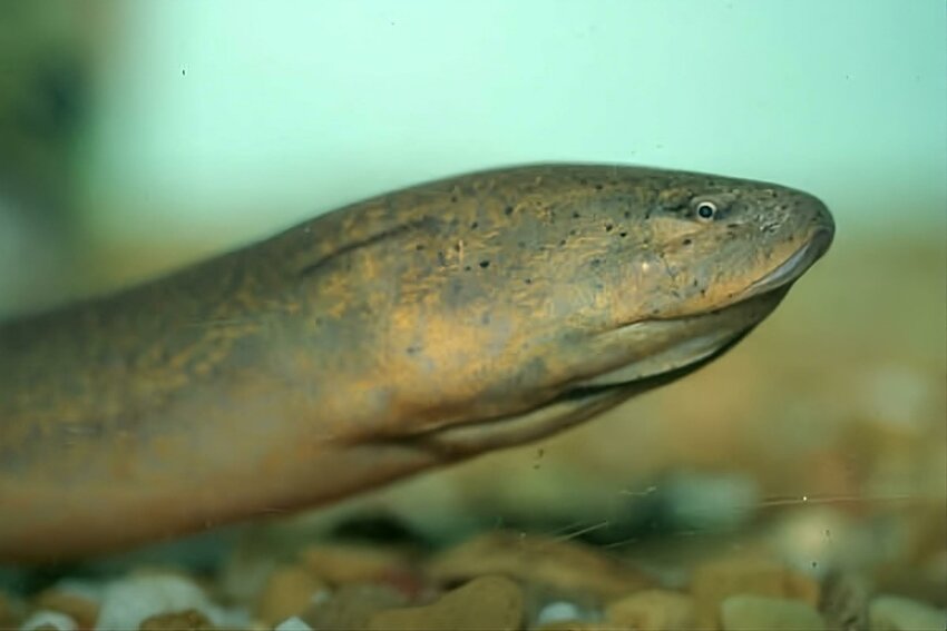 Asian swamp eel.