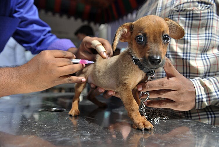 Pet owners, too, are starting to become concerned about the side effects of vaccines. Noah Seelam/AFP via Getty Images