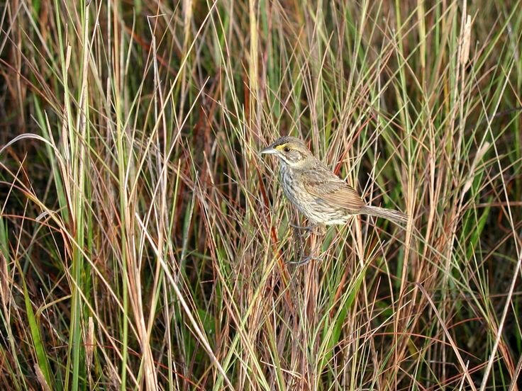 The little birds have seen a major population decline.