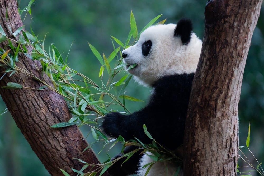 The giant panda's diet is  almost 100% bamboo.